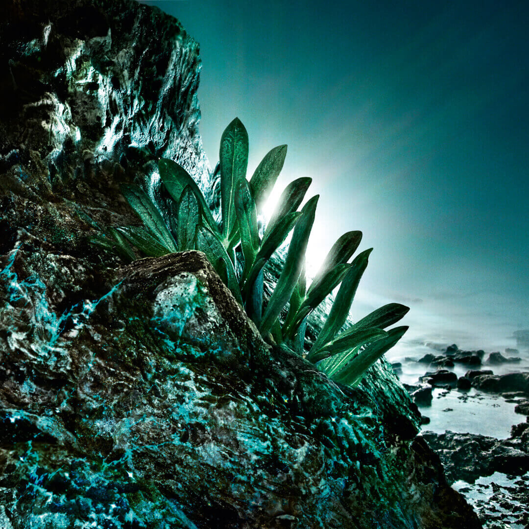 A cluster of vibrant green plants grows from a rocky surface, illuminated by soft light against a coastal backdrop.
